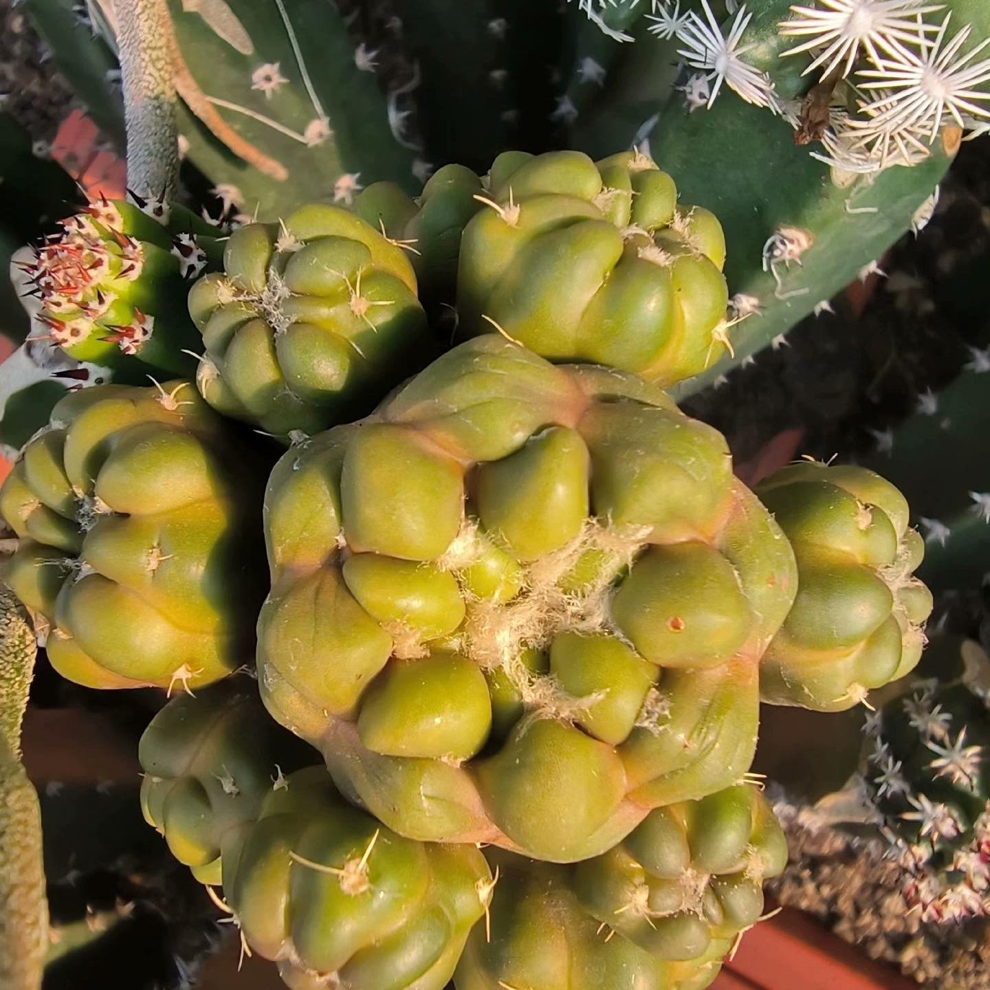 6-8cm Cintia Knizei （Cintia Knizei）