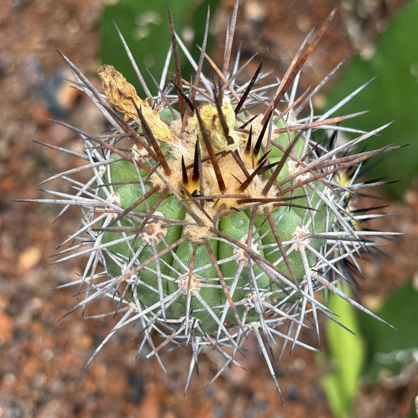 5-6cm Copiapoa coquimbana（rootless）