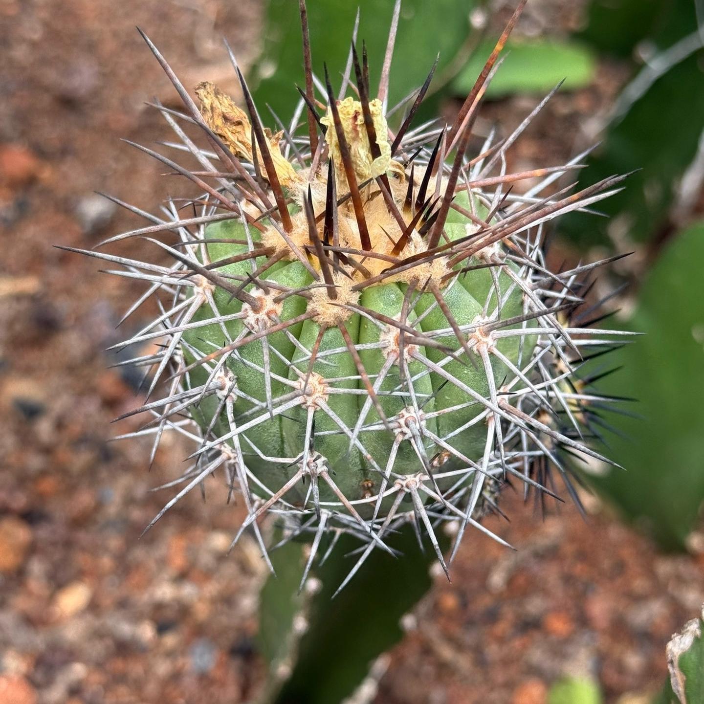 5-6cm Copiapoa coquimbana（rootless）