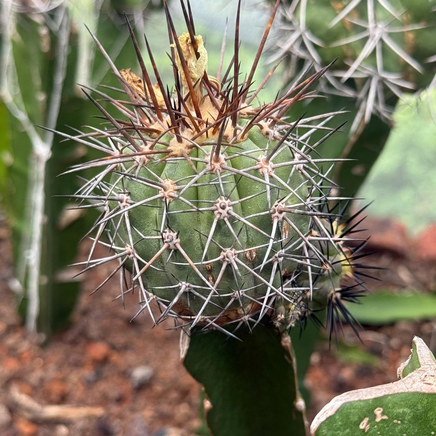 5-6cm Copiapoa coquimbana（rootless）