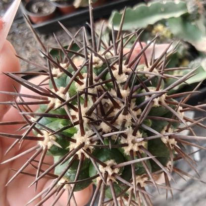 5-6cm Copiapoa coquimbana