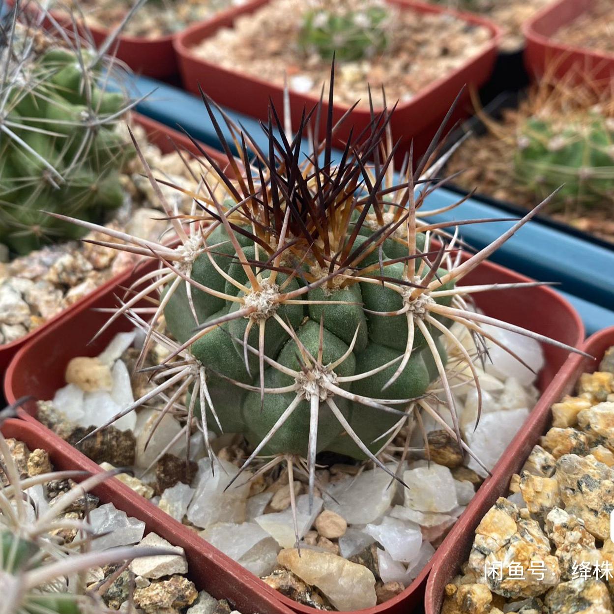 5-6cm Copiapoa coquimbana
