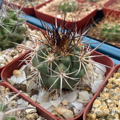 5-6cm Copiapoa coquimbana