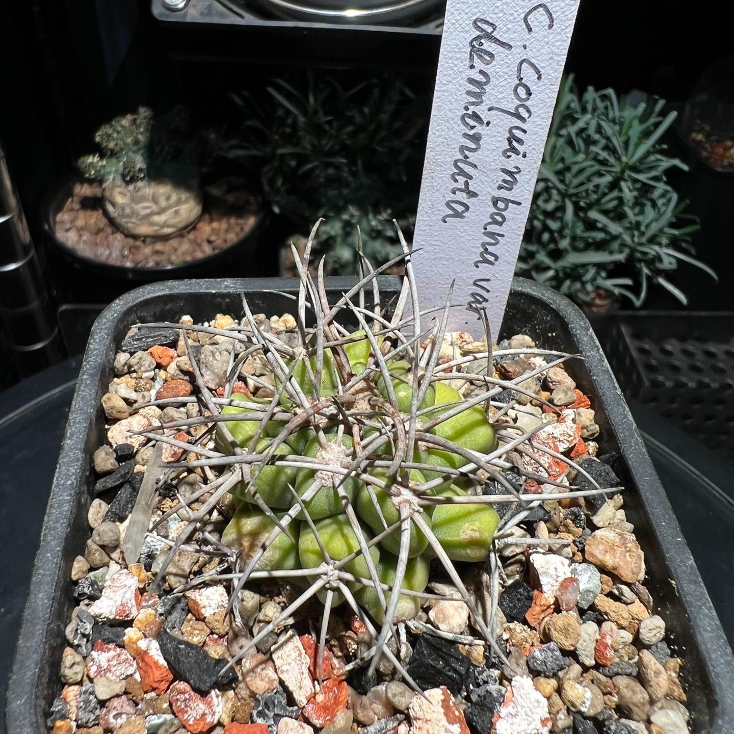 5-6cm Copiapoa coquimbana