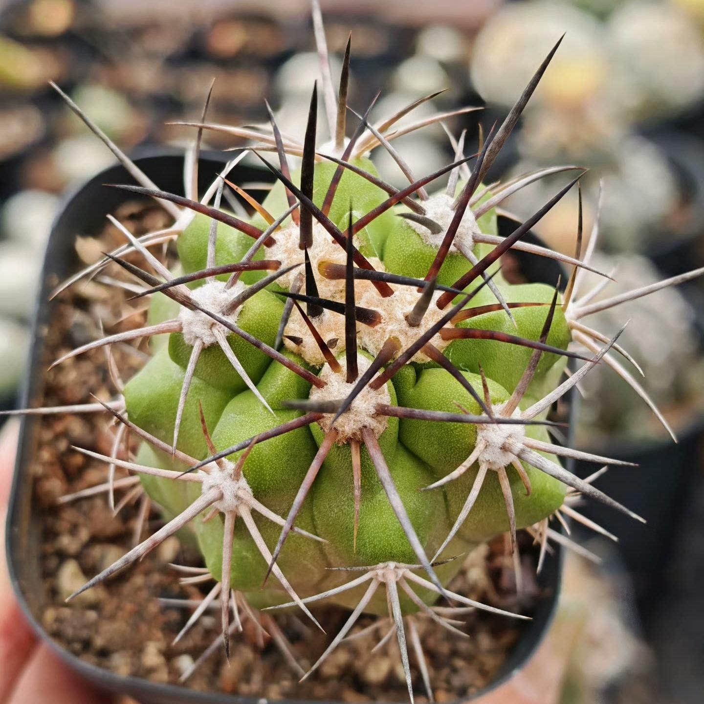 5-6cm Copiapoa coquimbana
