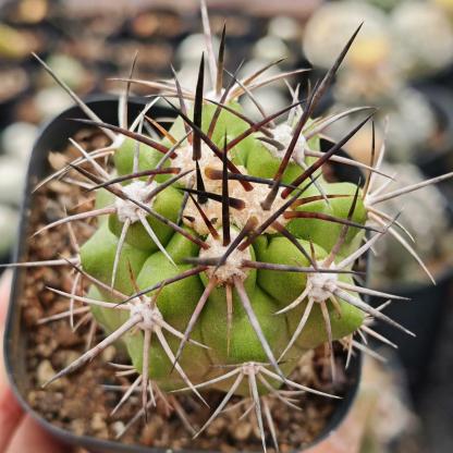 5-6cm Copiapoa coquimbana