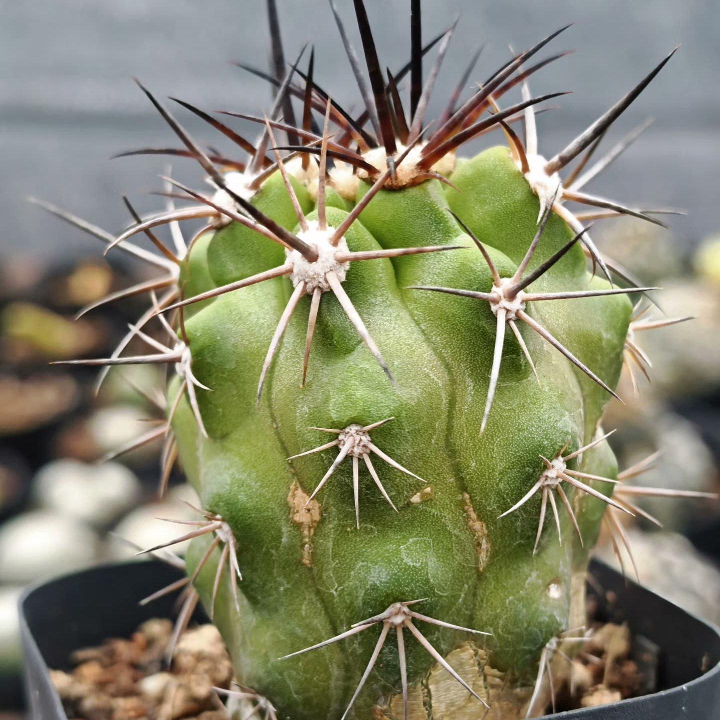 5-6cm Copiapoa coquimbana（rootless）
