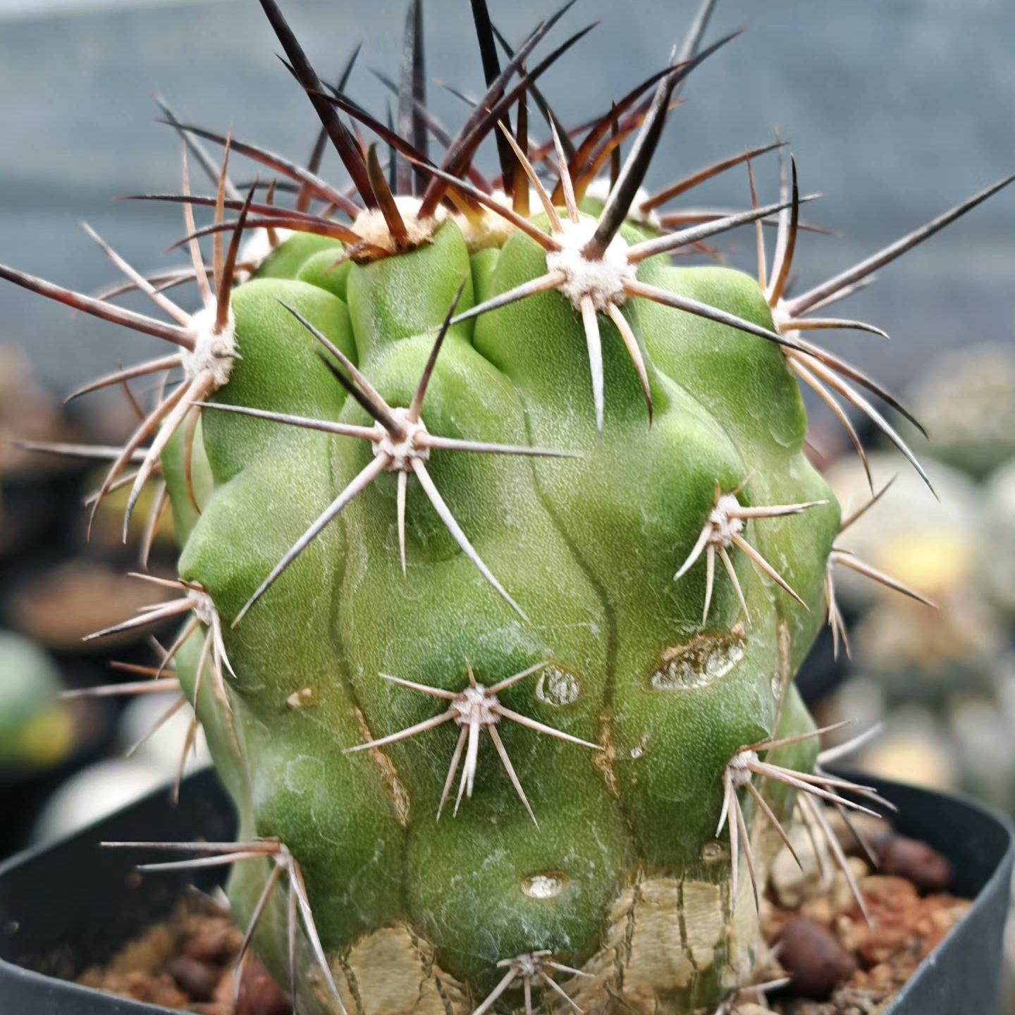 5-6cm Copiapoa coquimbana（rootless）