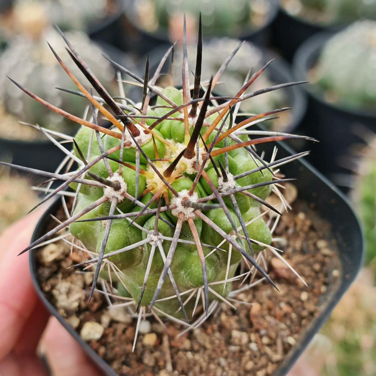 5-6cm Copiapoa coquimbana