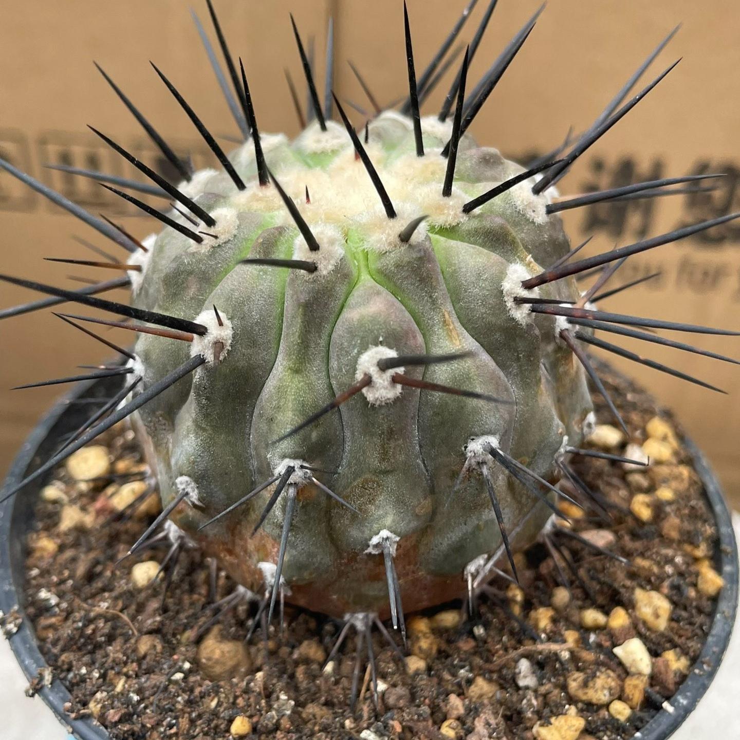4-8cm Copiapoa dealbata