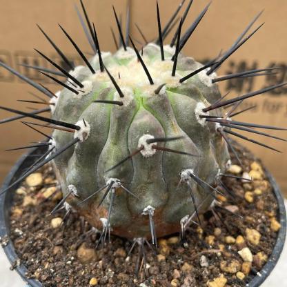 4-8cm Copiapoa dealbata