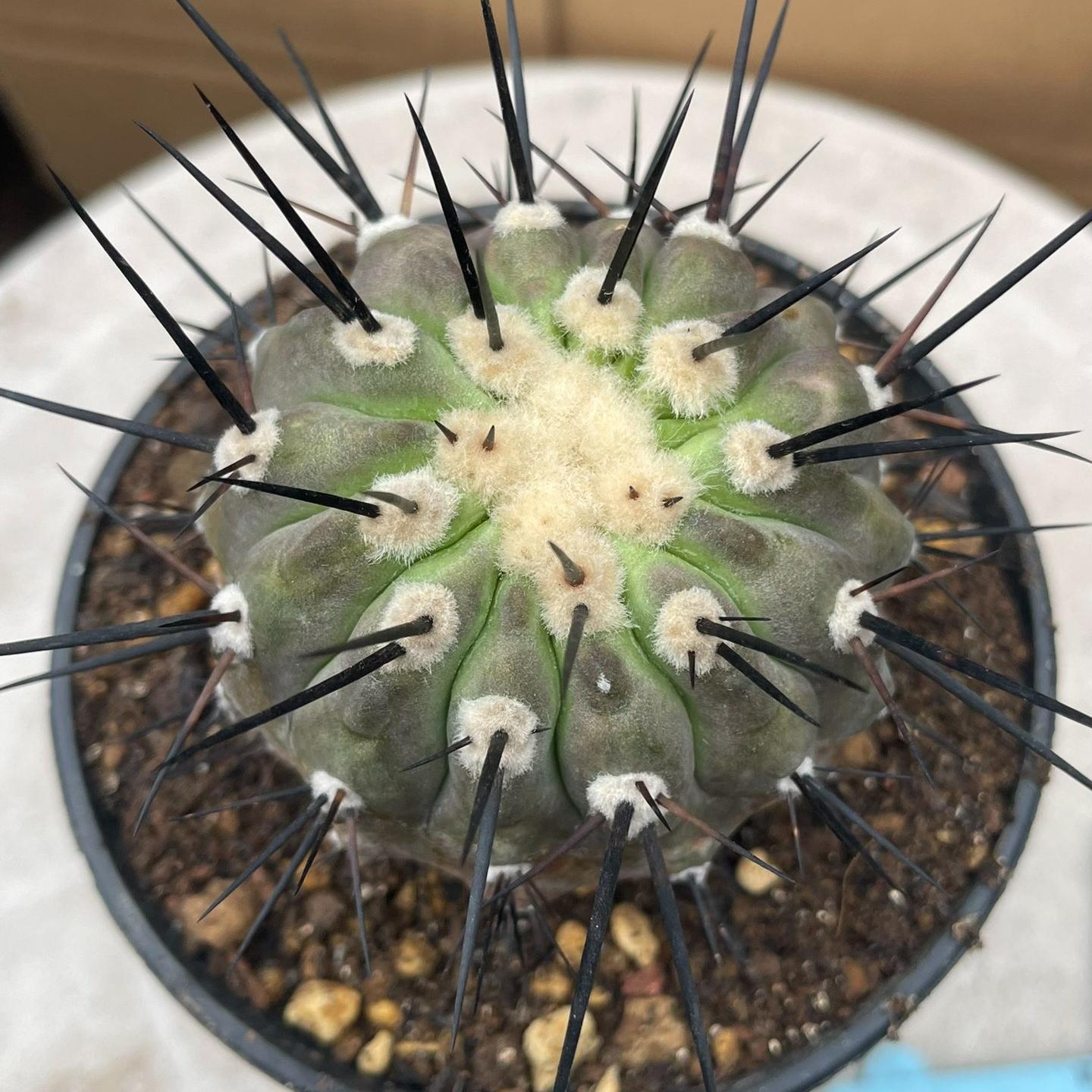 4-8cm Copiapoa dealbata