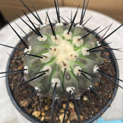 4-8cm Copiapoa dealbata