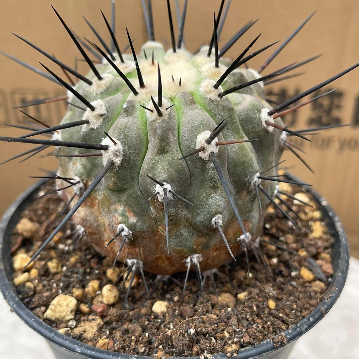 4-8cm Copiapoa dealbata