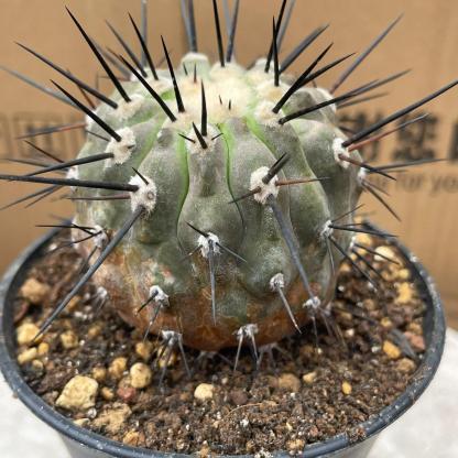 4-8cm Copiapoa dealbata