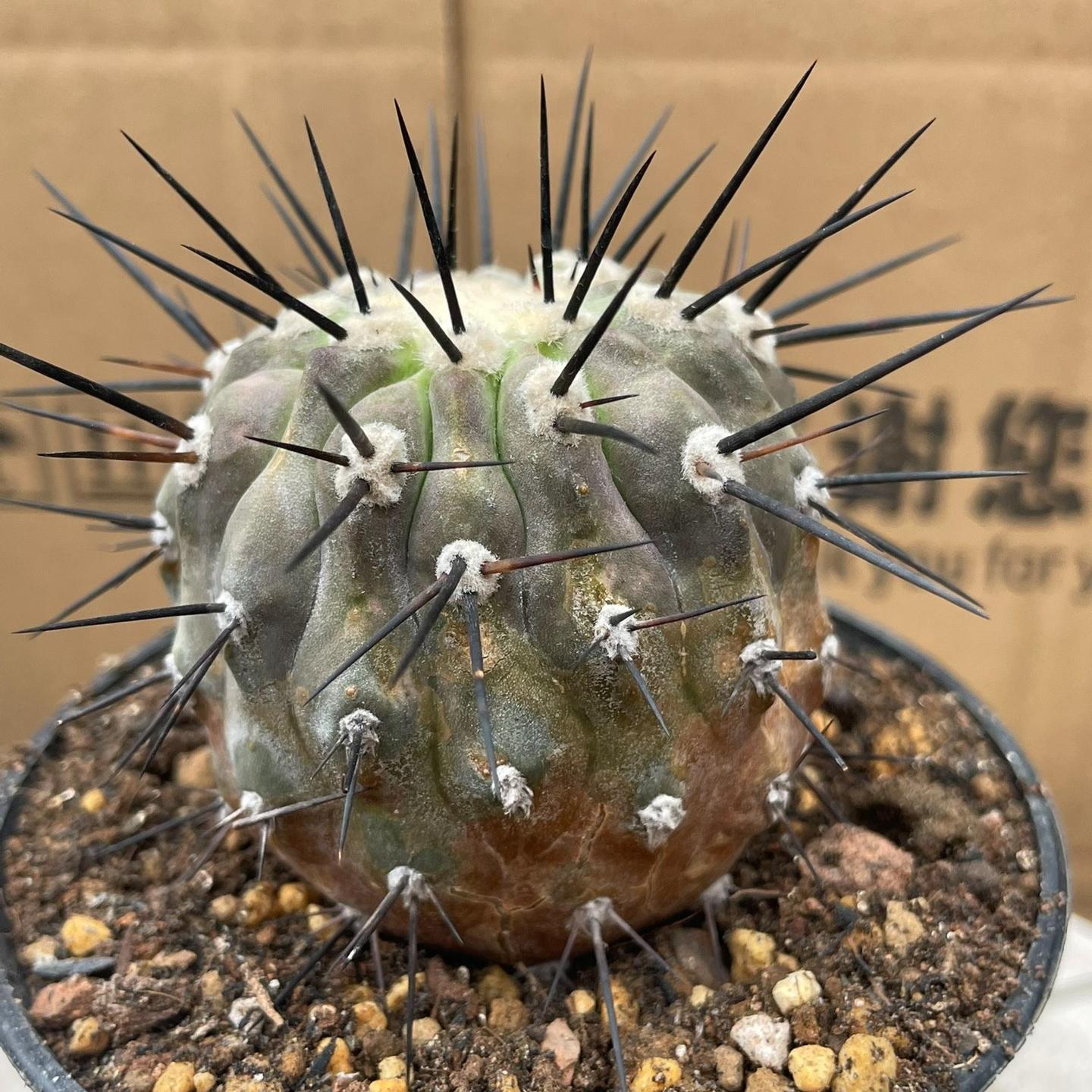 4-8cm Copiapoa dealbata