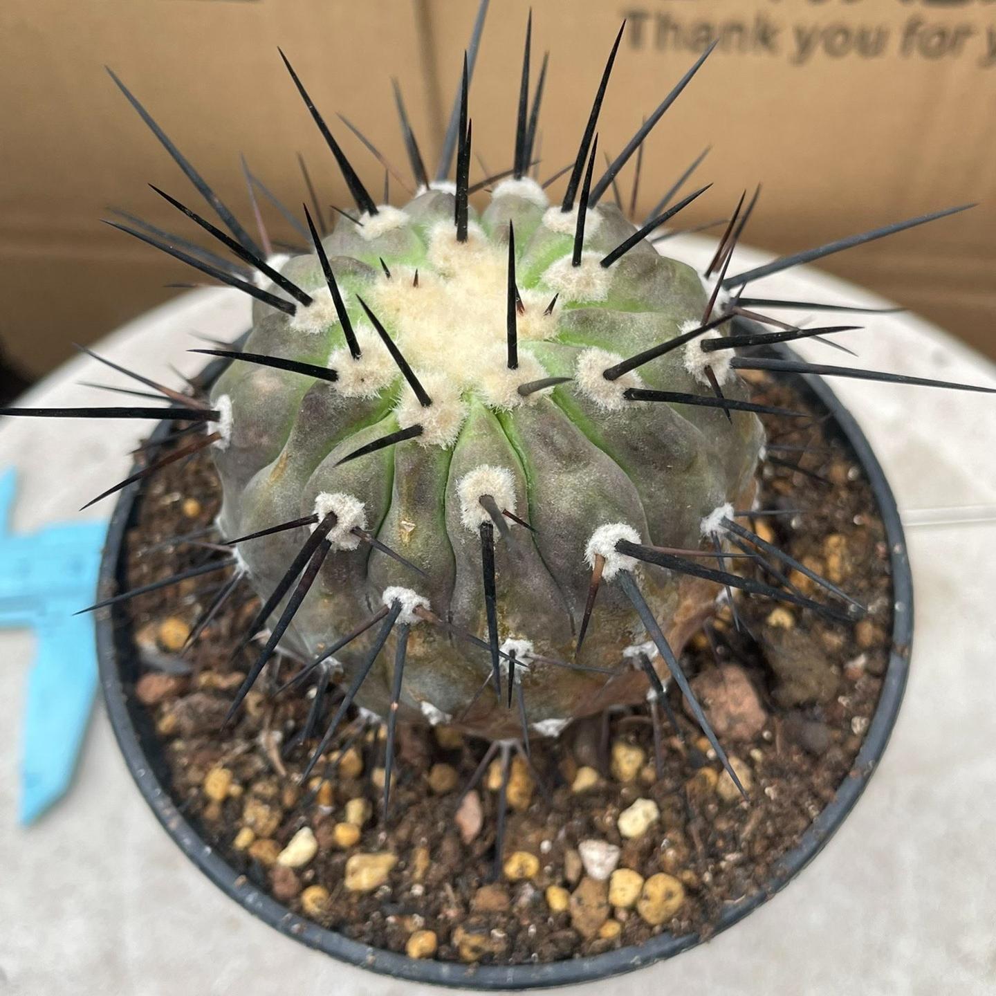 4-8cm Copiapoa dealbata