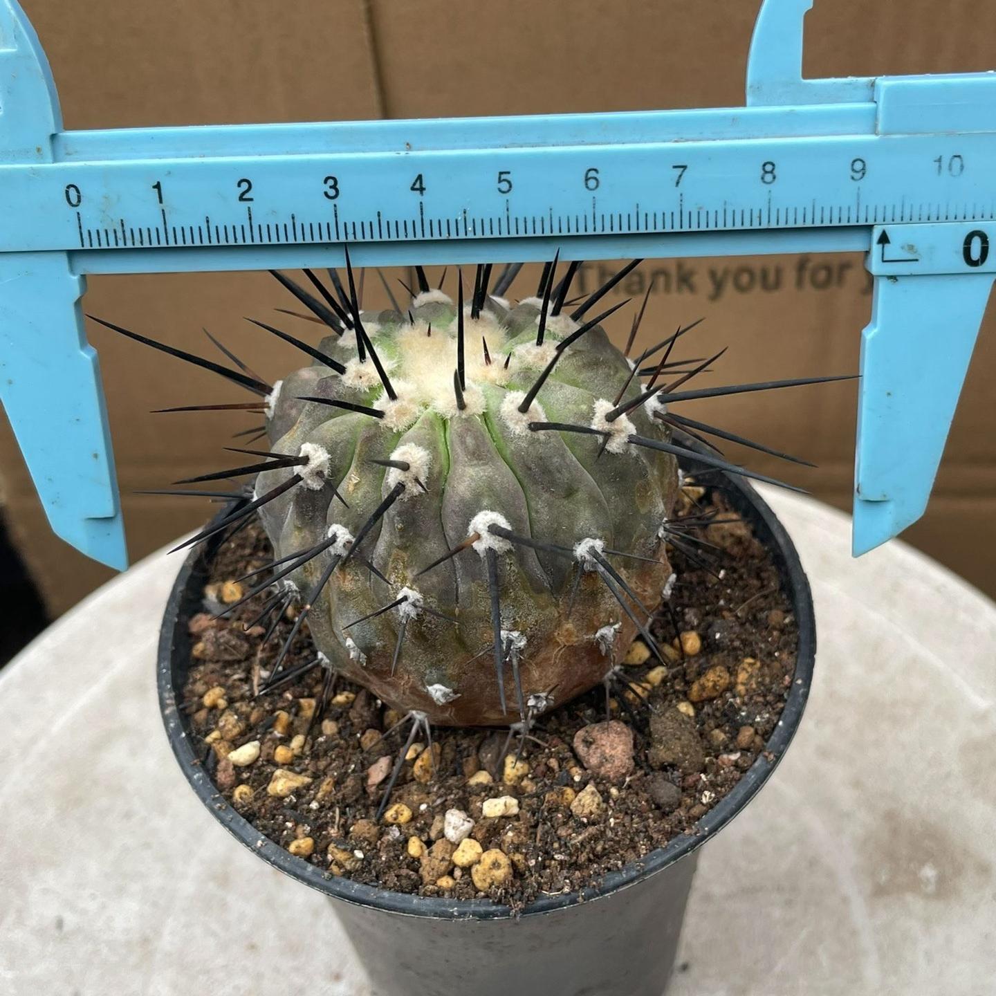 4-8cm Copiapoa dealbata