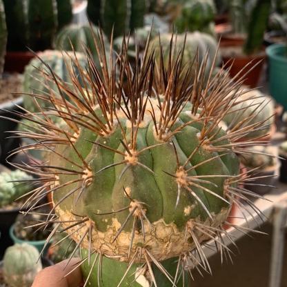 4-8cm Copiapoa dealbata