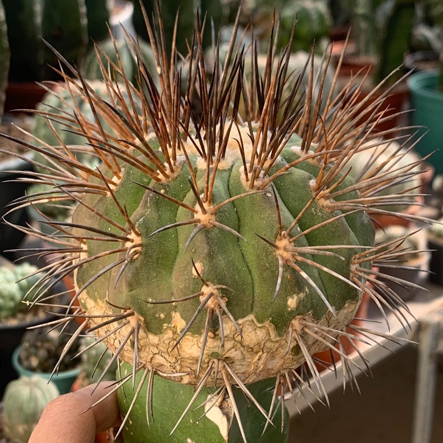 4-8cm Copiapoa dealbata