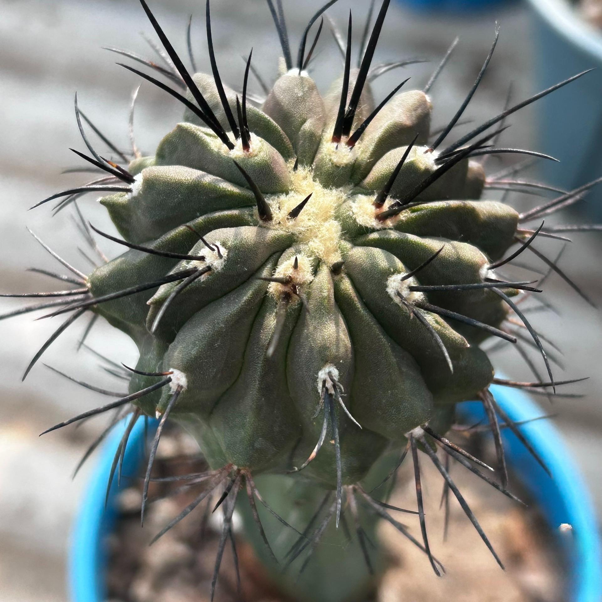 6-8cm Copiapoa dealbata （rootless）