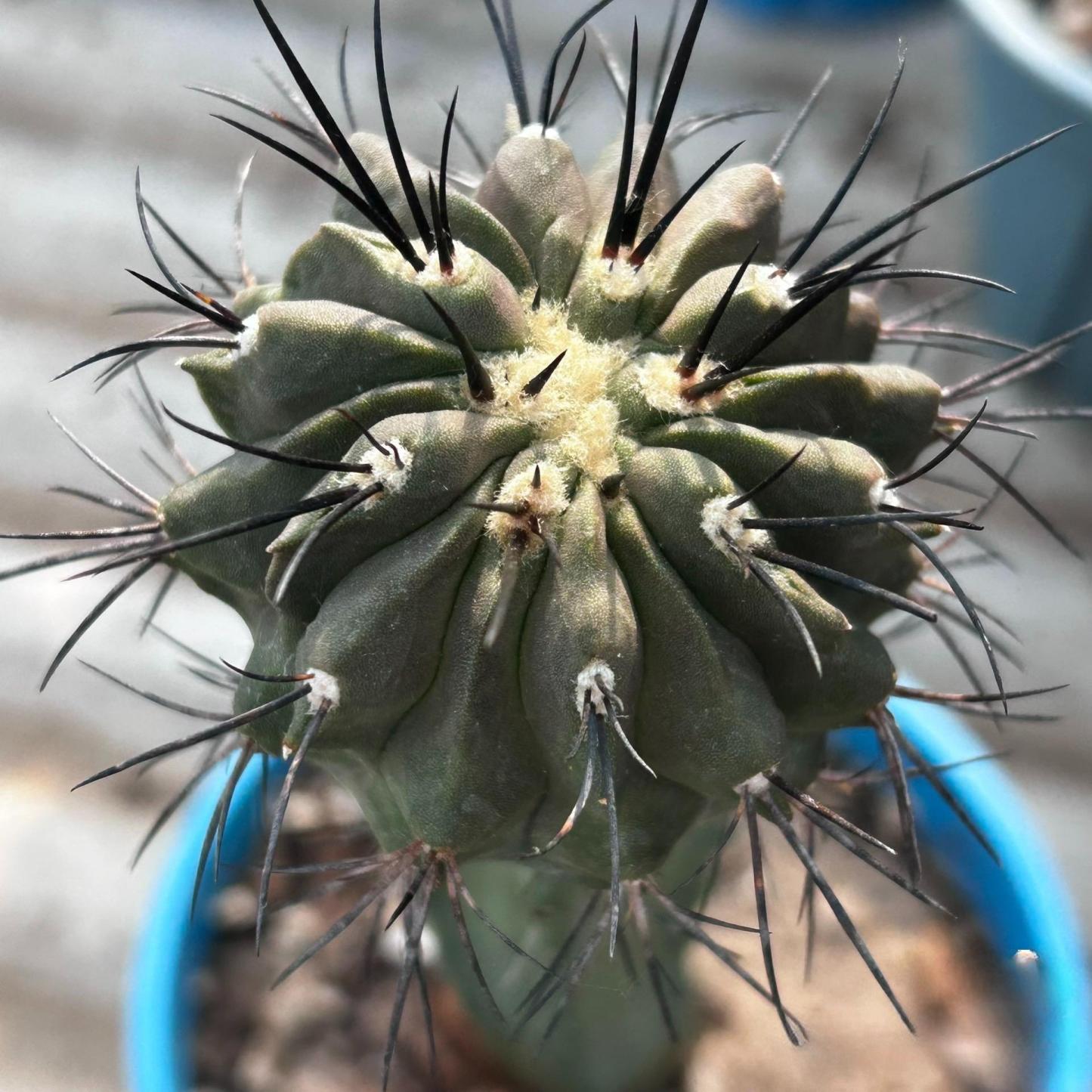 4-8cm Copiapoa dealbata