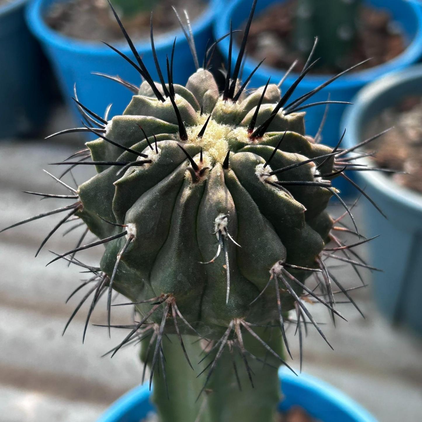 4-8cm Copiapoa dealbata