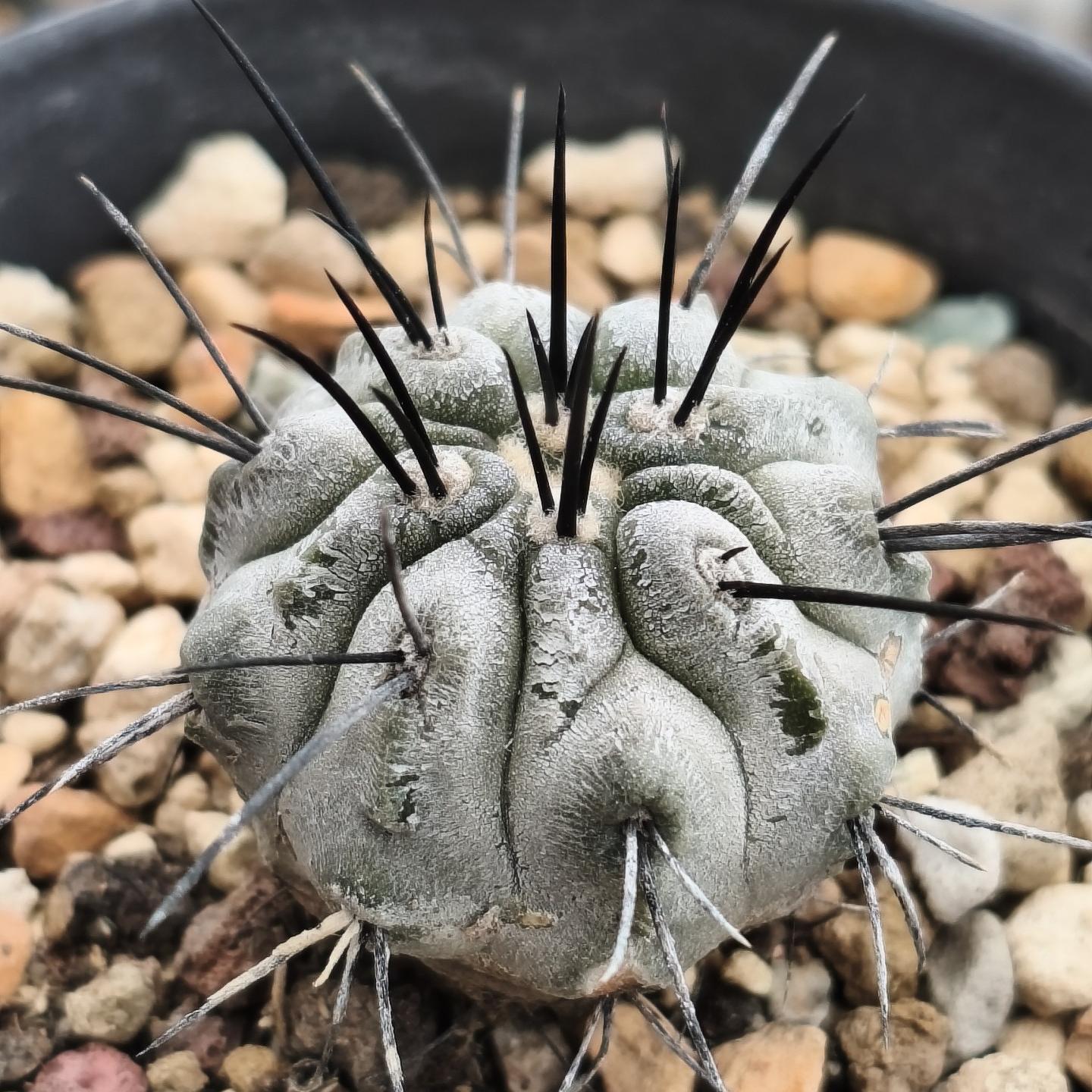 4-8cm Copiapoa dealbata