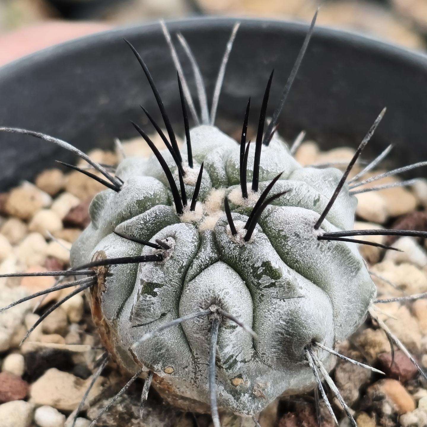 4-8cm Copiapoa dealbata