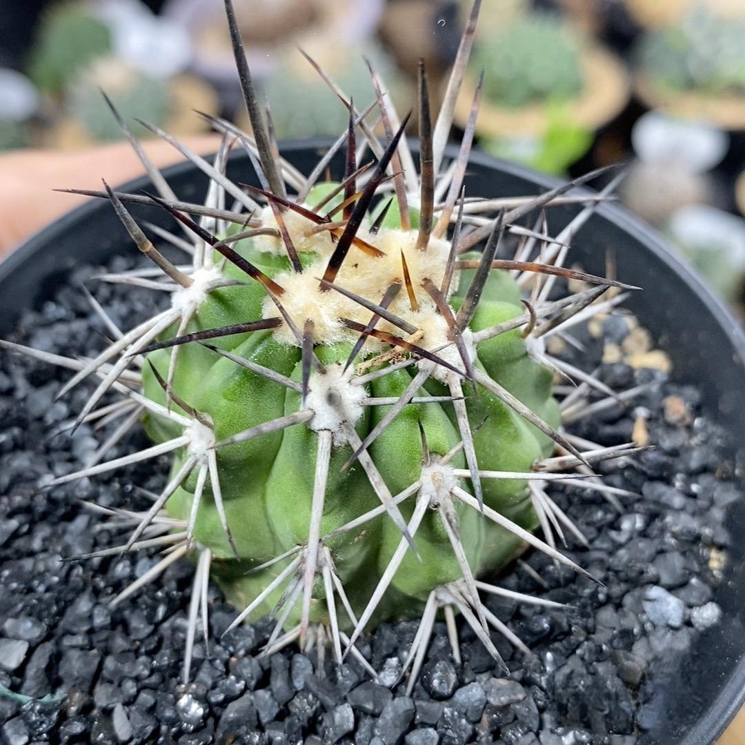 4-5cm Copiapoa calderana