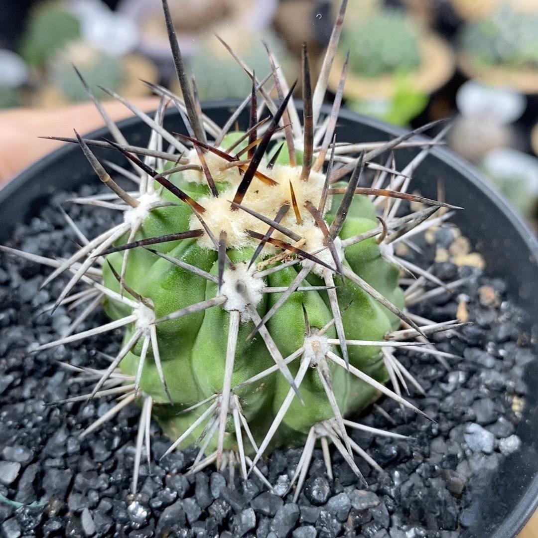 4-5cm Copiapoa calderana