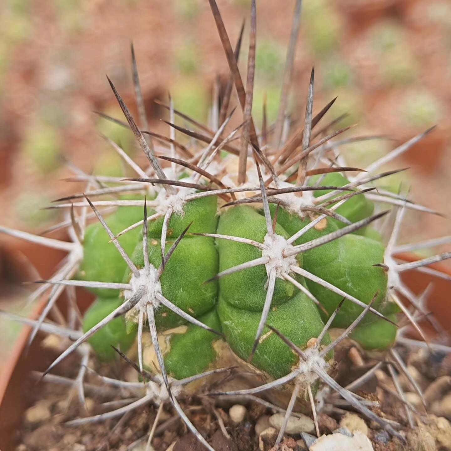 4-5cm Copiapoa calderana