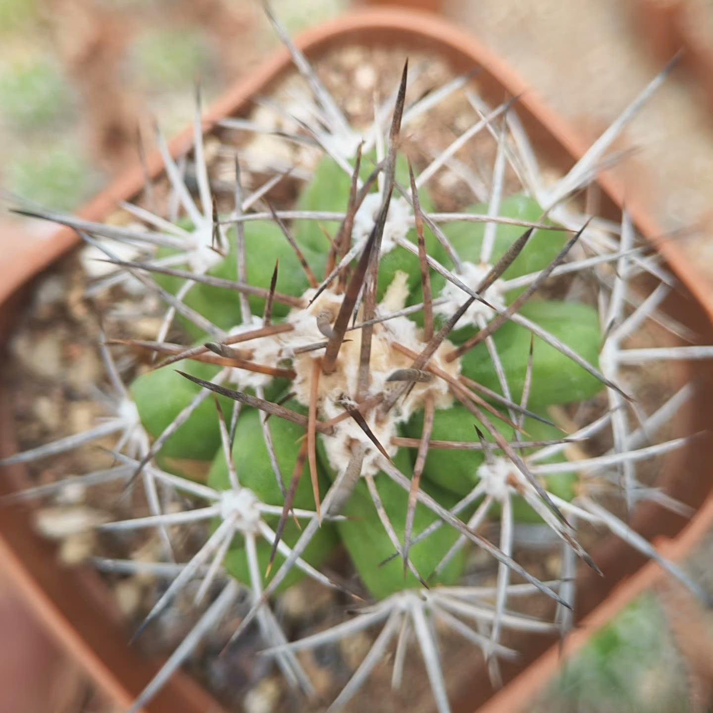 4-5cm Copiapoa calderana