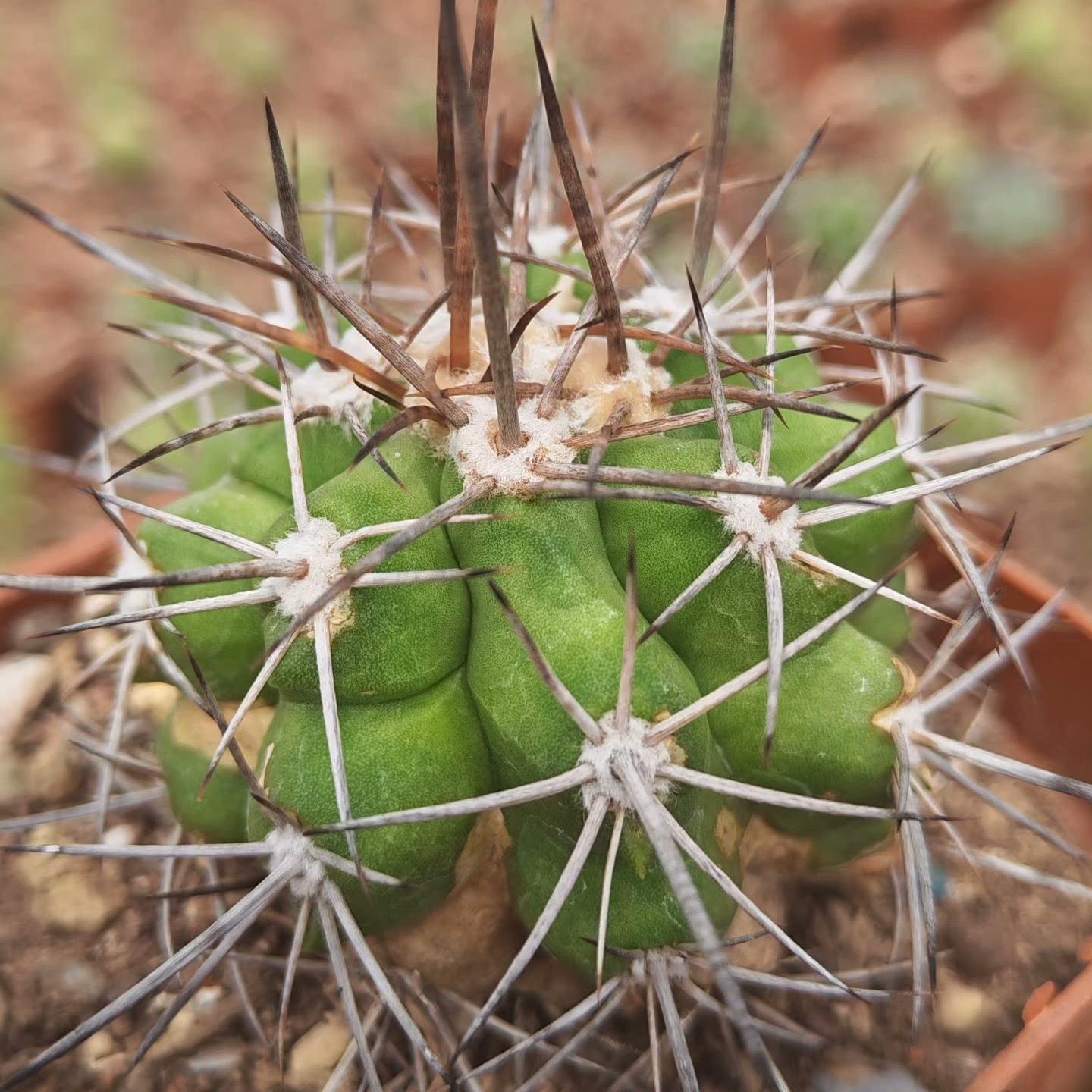 4-5cm Copiapoa calderana