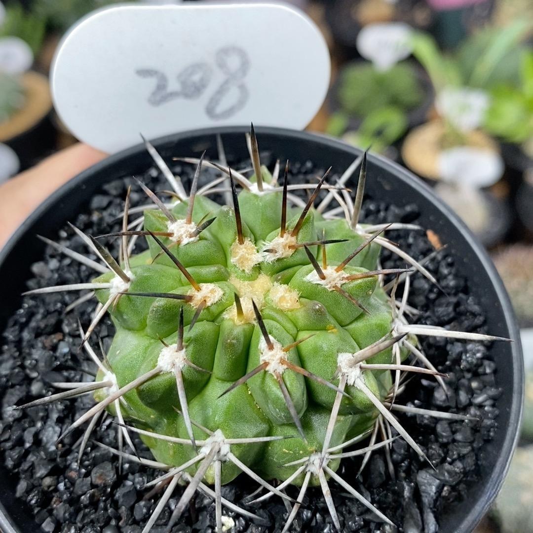 4-5cm Copiapoa calderana