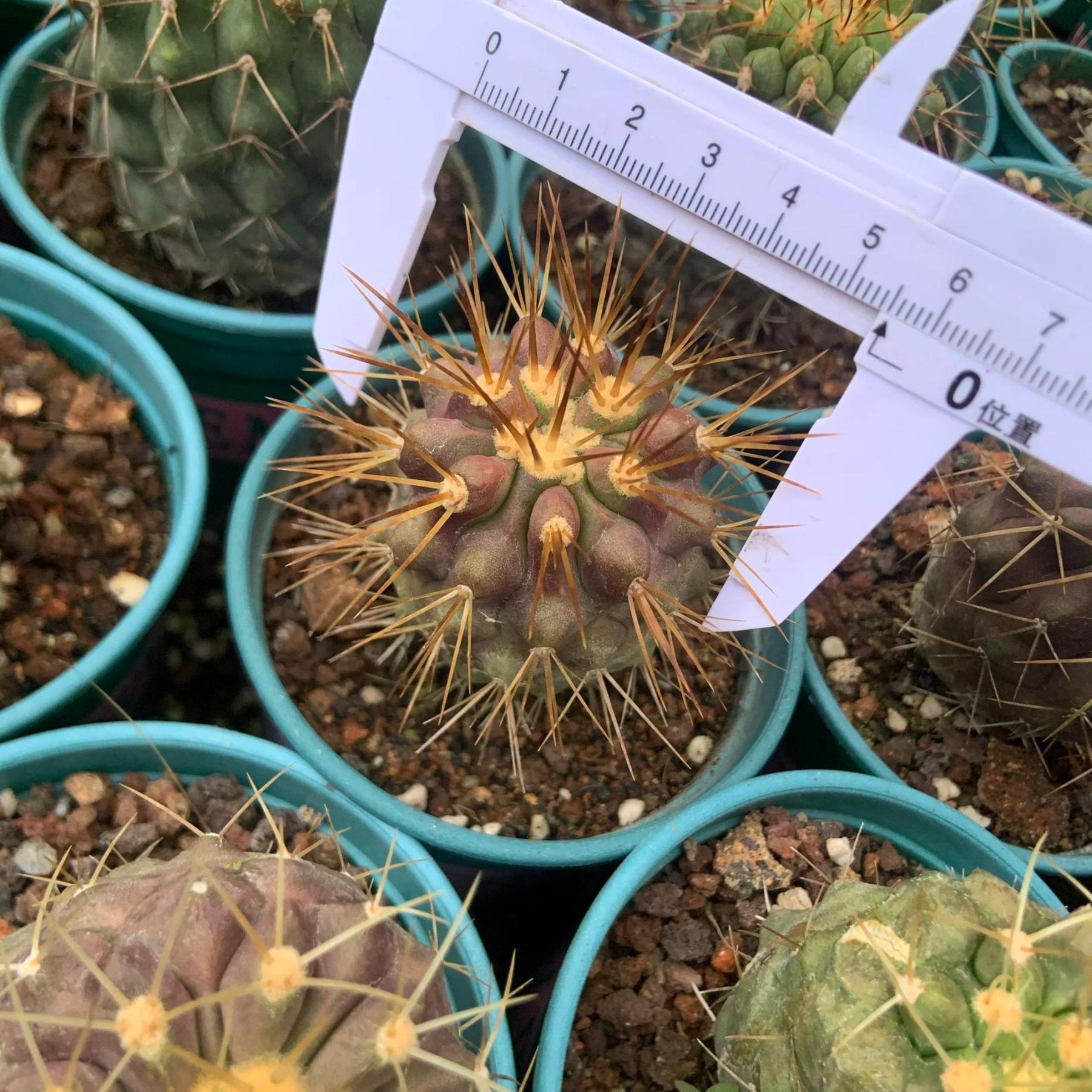 5-6cm Copiapoa tenebrosa