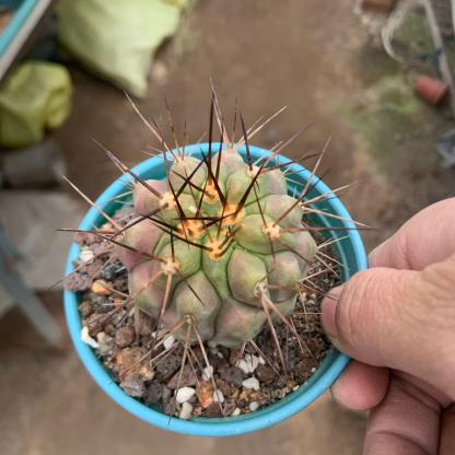 5-6cm Copiapoa tenebrosa
