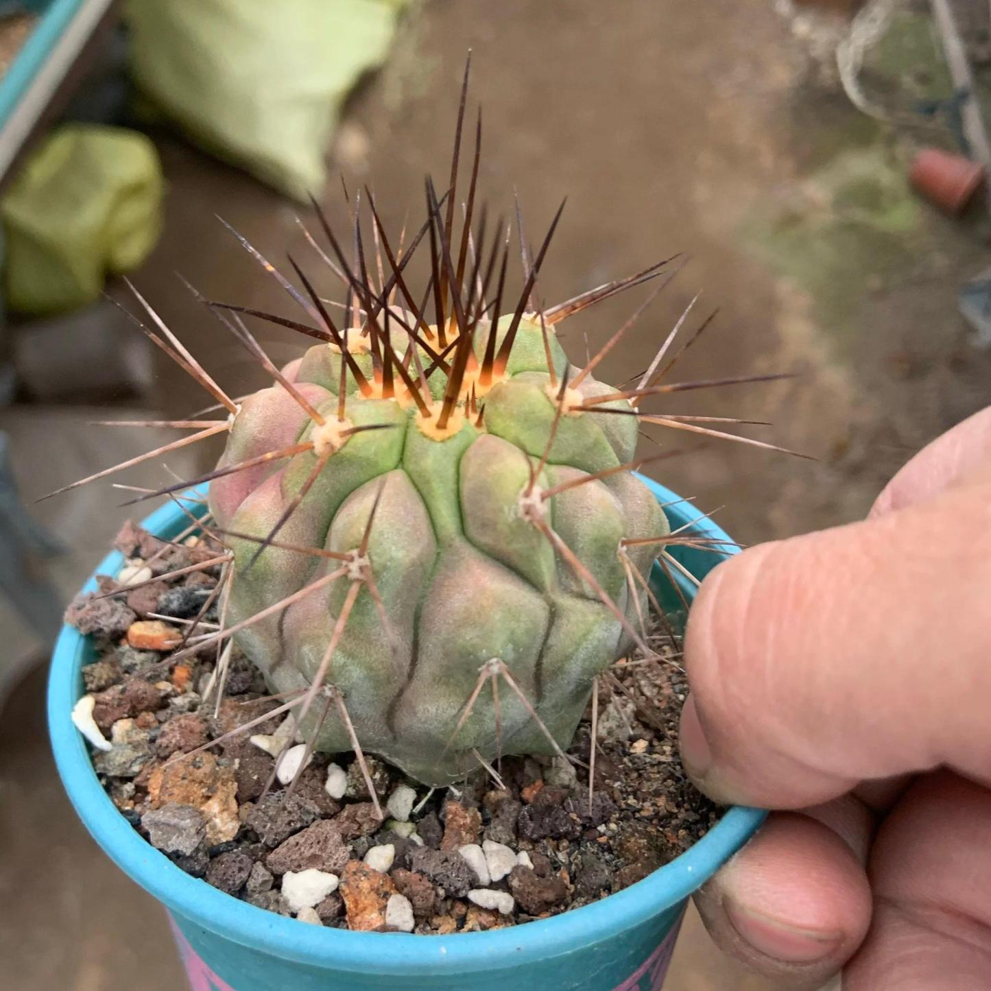 5-6cm Copiapoa tenebrosa
