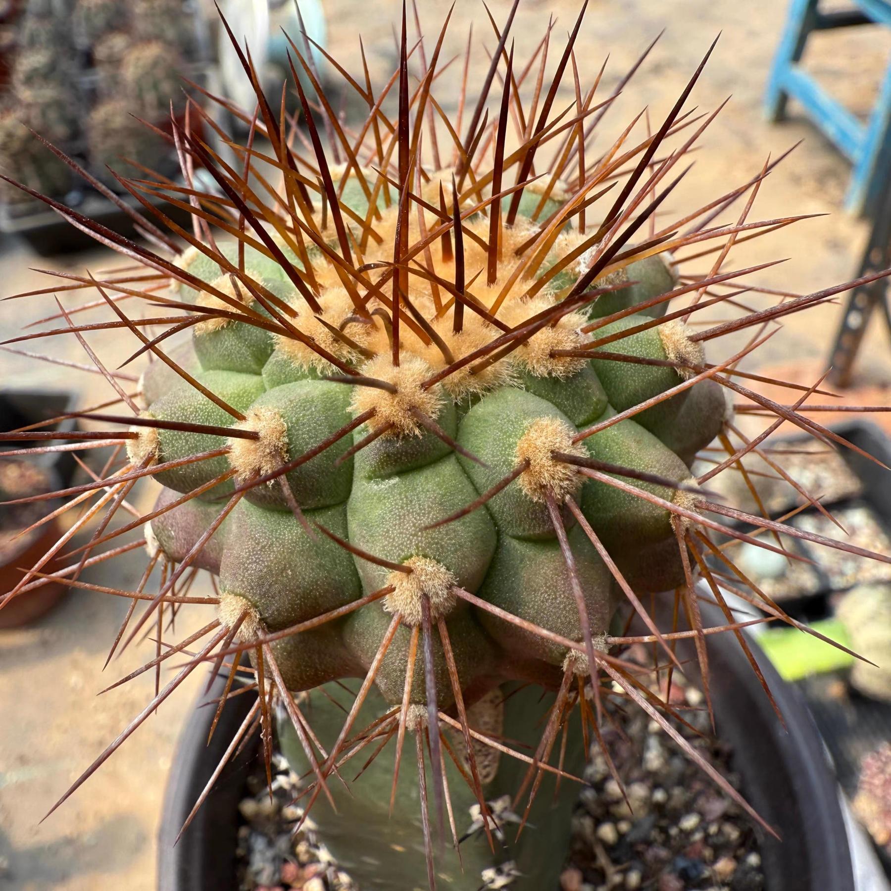 5-6cm Copiapoa tenebrosa