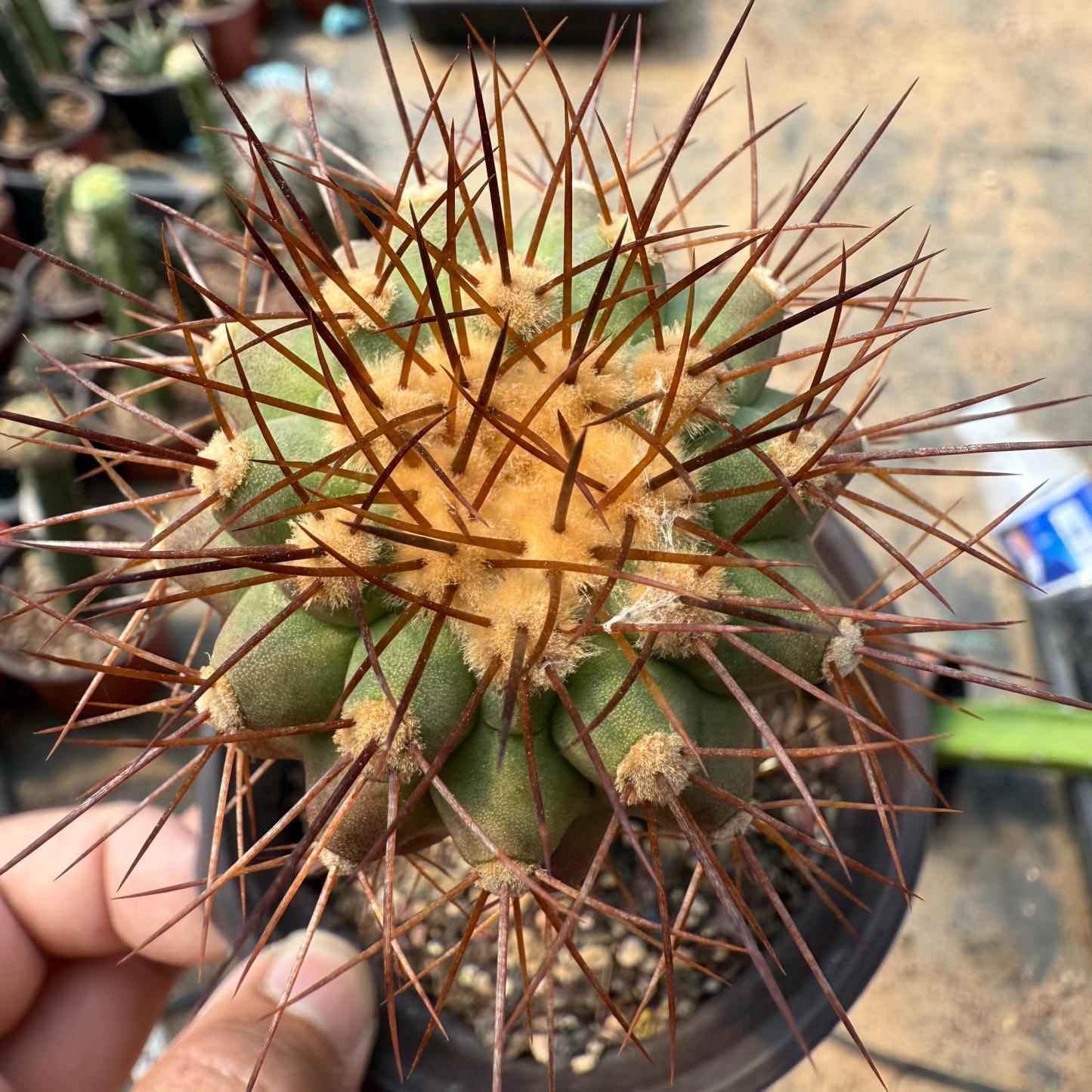 5-6cm Copiapoa tenebrosa