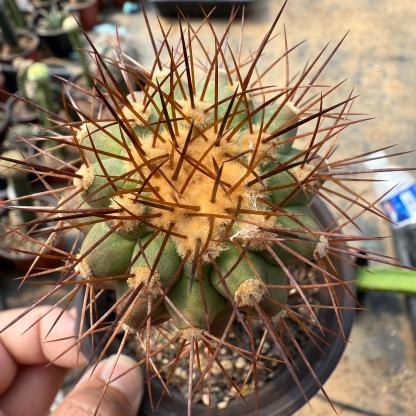 5-6cm Copiapoa tenebrosa