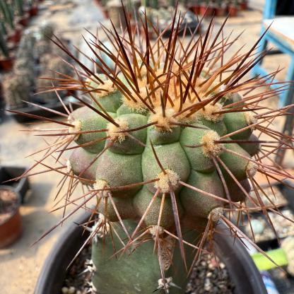 5-6cm Copiapoa tenebrosa