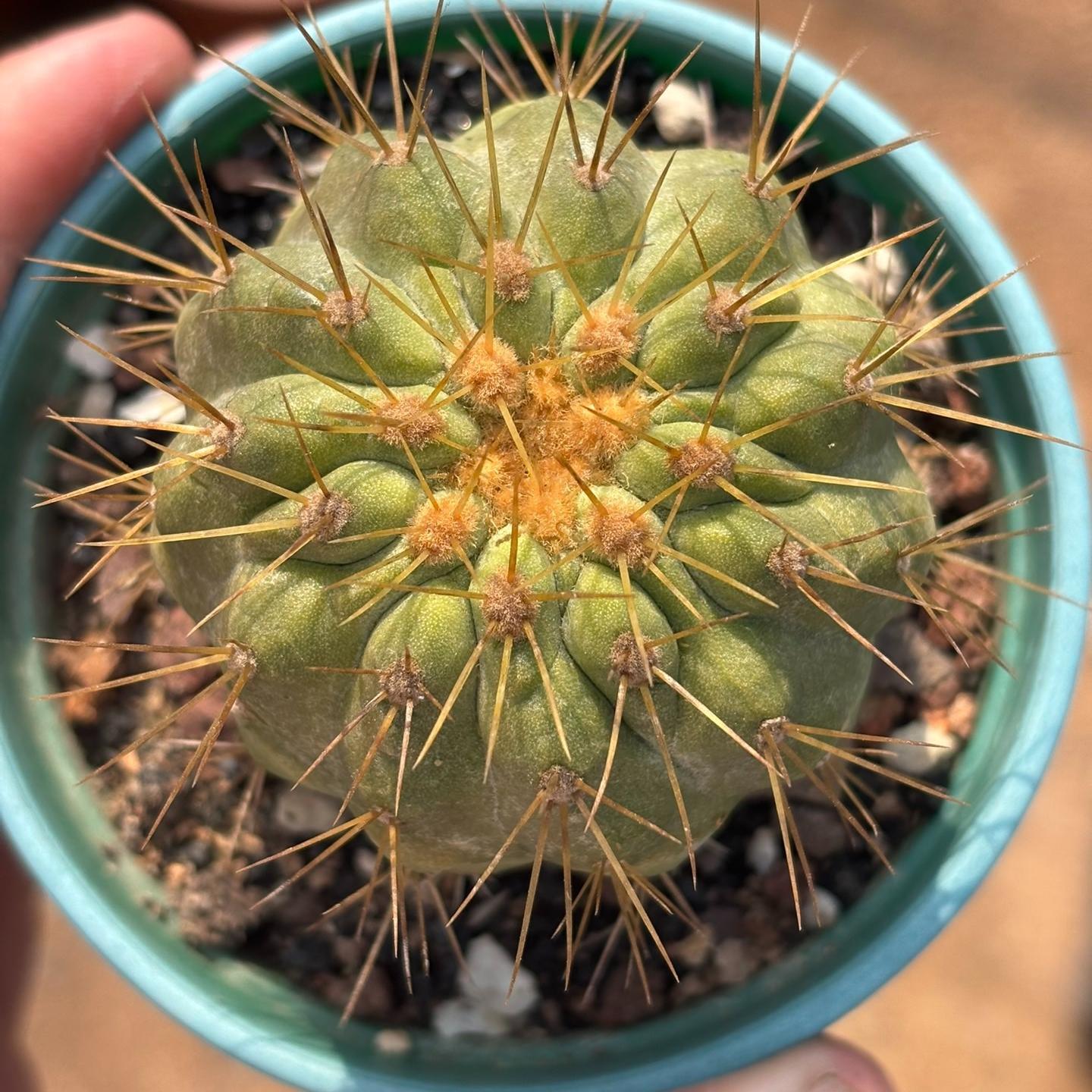 5-6cm Copiapoa tenebrosa