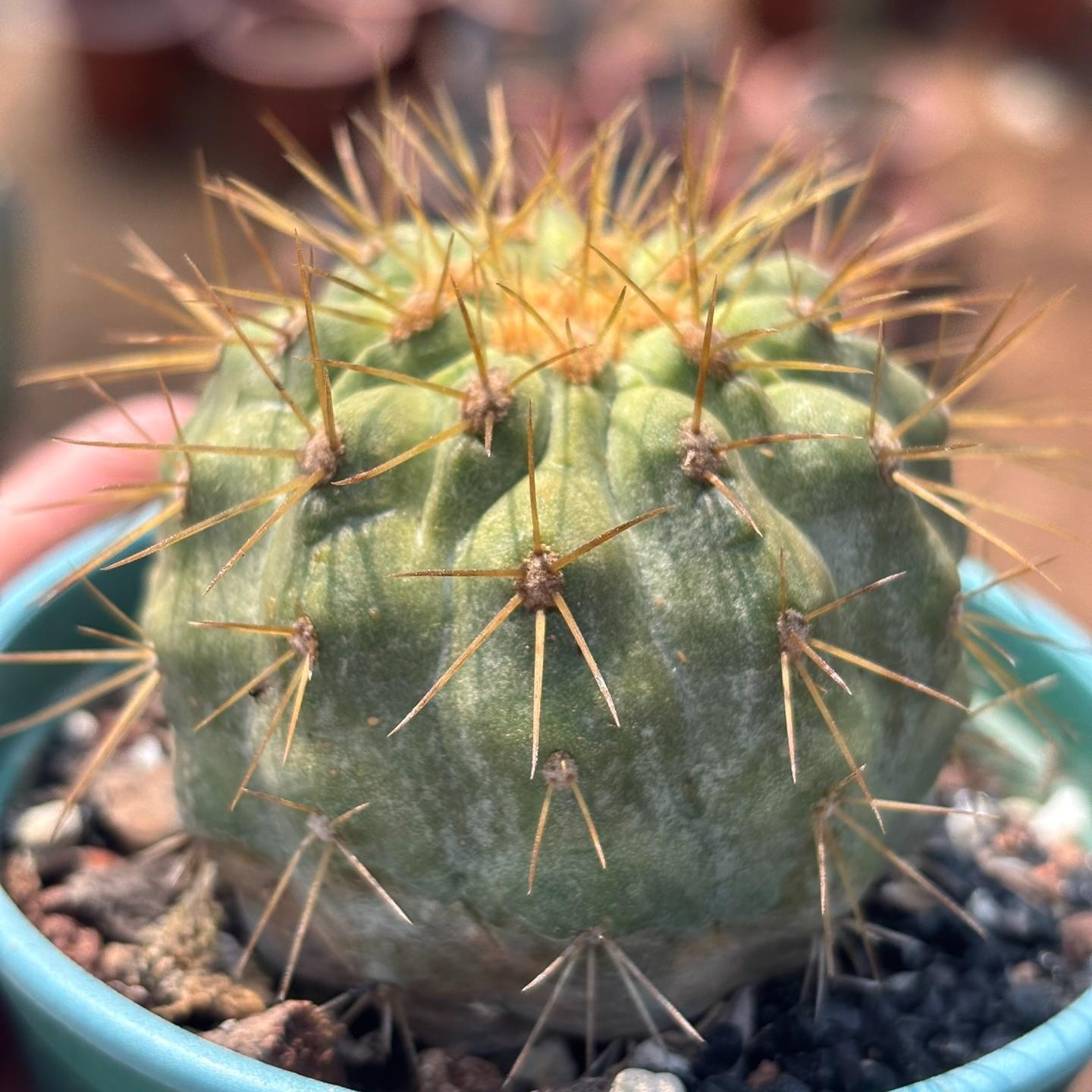 5-6cm Copiapoa tenebrosa