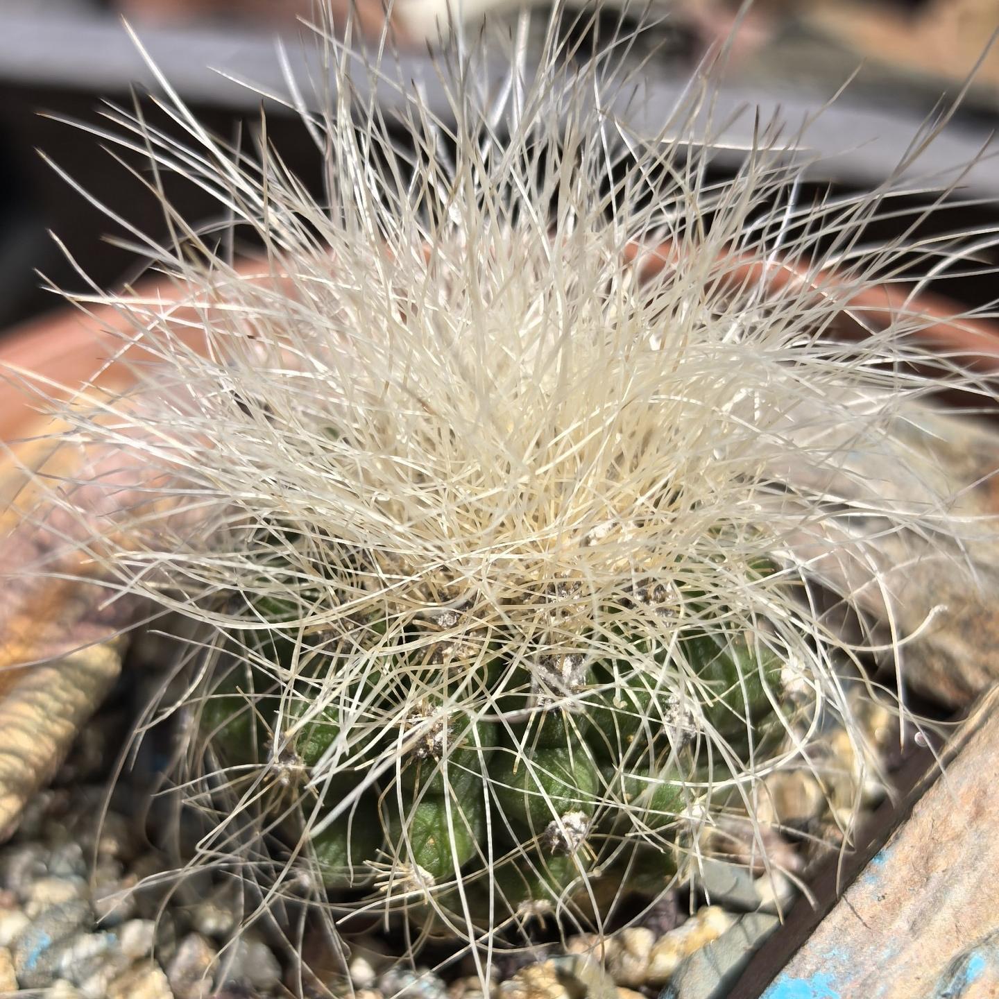 4-6cm Copiapoa krainziana