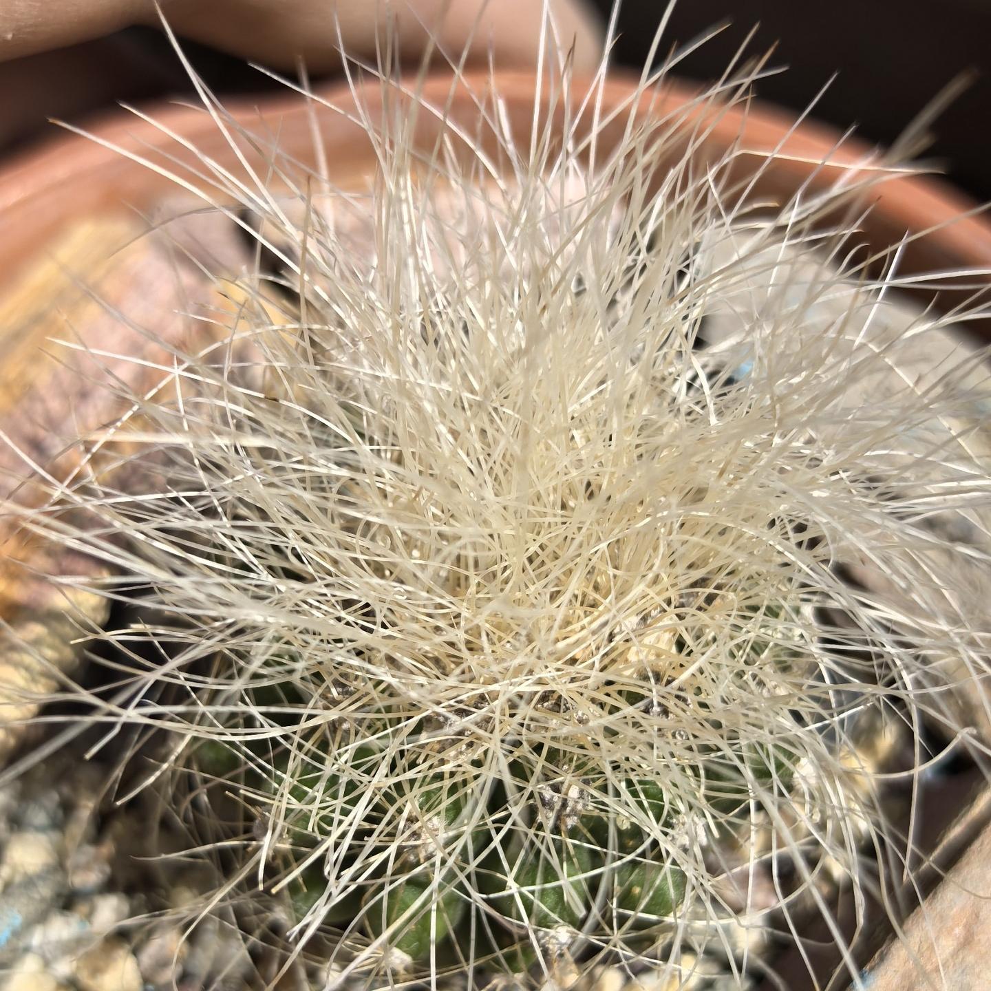 4-6cm Copiapoa  krainziana
