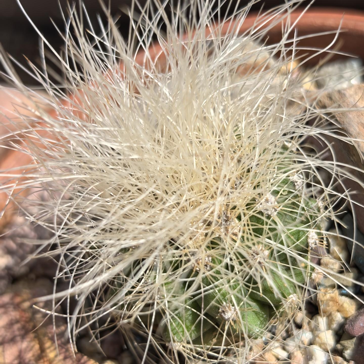 4-6cm Copiapoa  krainziana