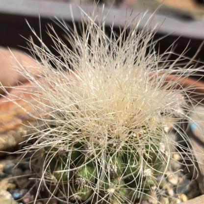 4-6cm Copiapoa  krainziana