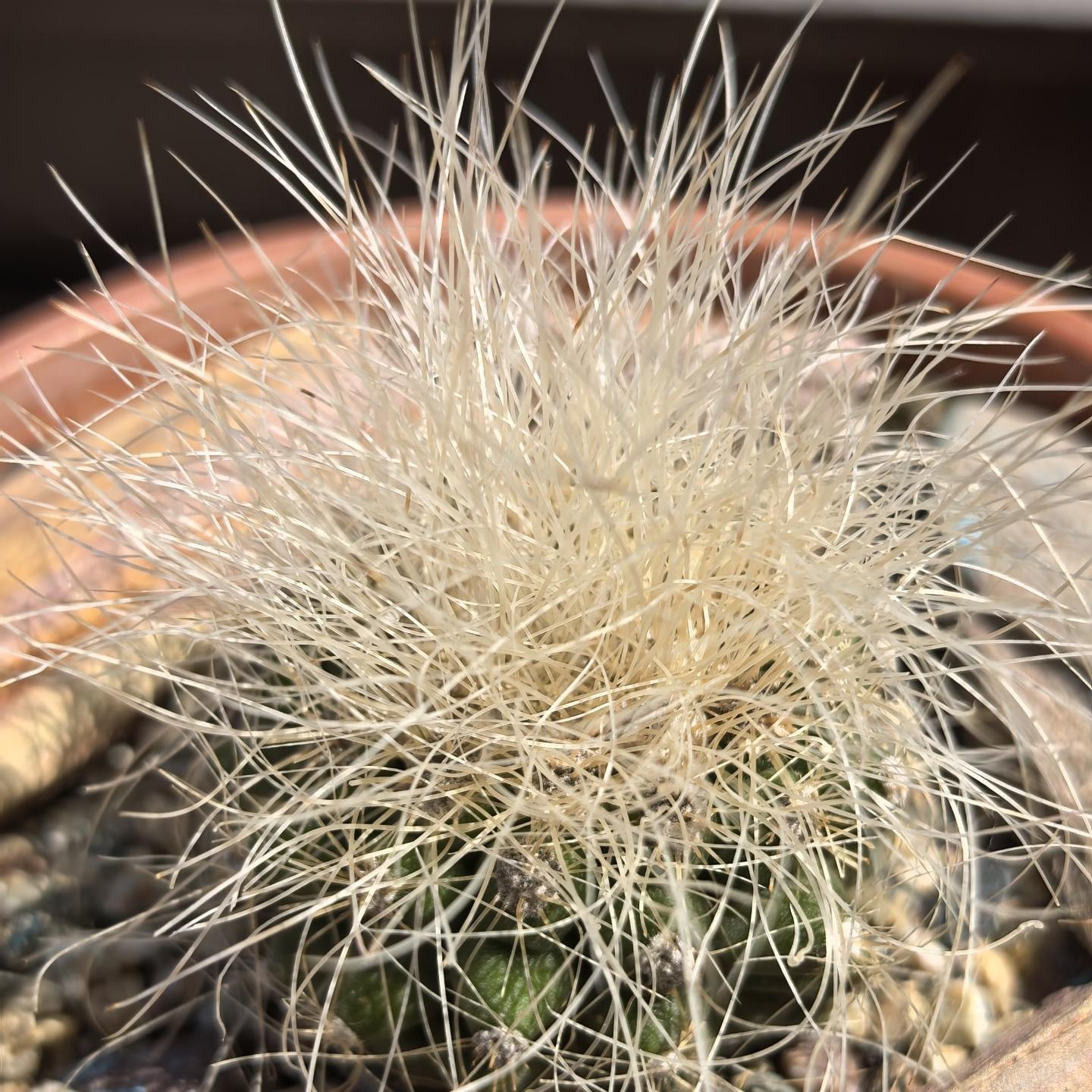 4-6cm Copiapoa  krainziana