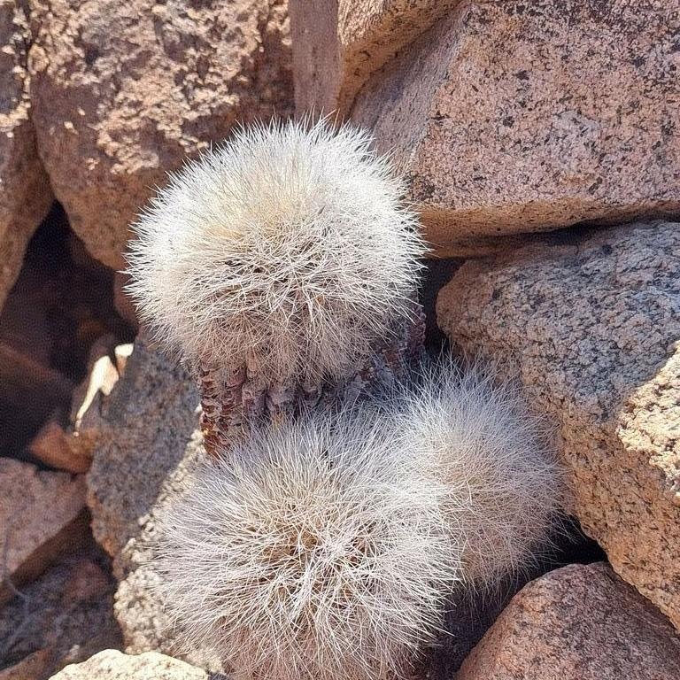 4-6cm Copiapoa  krainziana